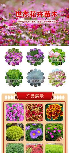 國慶菊選購指南 花卉租擺首選，優(yōu)質供應商與價格解析