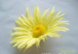 仿真花、假花、手工花與鞋花市場概覽 價格、廠家與圖片解析