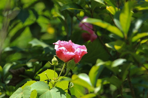 花卉攝影 捕捉自然之美的藝術(shù)與技巧