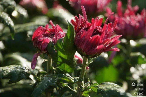 王城秋色，菊韻悠長 花卉攝影中的光影詩篇