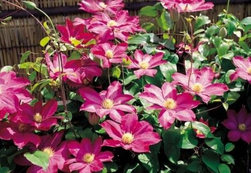 新手養(yǎng)花選它！花中精品輕松爬滿墻，花朵大又美，還能當(dāng)蔬菜吃