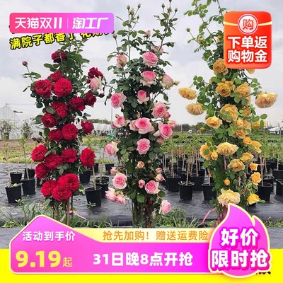 指尖上的綠色革命 當網購遇上蔬菜新潮流